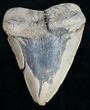 Bargain Megalodon Tooth - North Carolina #9518-1